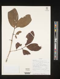 Image result for Coffea salvatrix