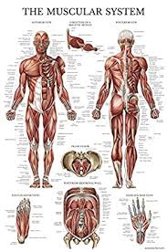 Look at the diagram in your workbook as we go through the different structures. Muscular System Anatomical Poster Laminated Muscle Anatomy Chart Double Sided 18 X 27 Amazon Com Industrial Scientific