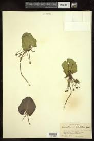 Image result for Nymphoides brevipedicellata