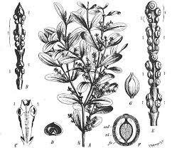 Image result for Viscum shirense