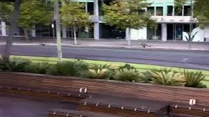Round glass dining table 4 grey chairs set wooden legs small kitchen dining room. One Of Australia S Biggest Cities Is So Quiet That Kangaroos Are Hopping Through The Center Cnn