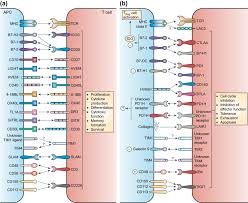 This is a specialty business, and regular pest control companies do not use the proper techniques to solve animal problems. T Cell Based Gene Therapy Of Cancer Sciencedirect