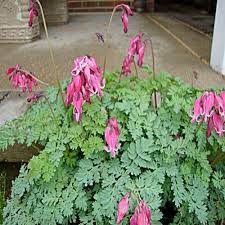 Pin On Perennials