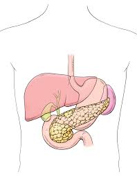 Image result for pancreas)