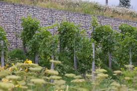 Bundesgartenschau 2019 Heilbronn Mini Weinberg Mit Gabionen Bundesgartenschau Garten Gartenfest