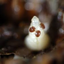 (see below for listing of honey bee pests and diseases in ontario.) Honey Bee Pests And Diseases Pt 1 Common Honey Bee Pests