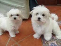 Mini maltese puppies for sale are small dogs but teacup maltese are even smaller. Teacup Maltese Puppies Abu Dhabi Dubai Classifieds