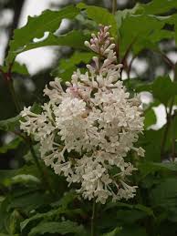 Image result for Syringa prestoniae