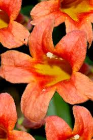 Image result for Bignonia capreolata