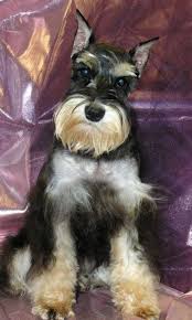 Black And Silver Mini Schnauzer Annie Black And Silver Phantom Female Schnauzer Mini Schnauzer Schnauzer Breed