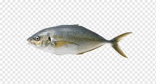 Ikan putih atau ikan berdaging putih ) adalah satu istilah perikanan yang merujuk kepada beberapa spesies demersal fish dengan fin, khususnya cod , whiting , dan haddock , termasuk juga hake. Ikan S Ikan Hewan Ikan Putih Png Pngwing