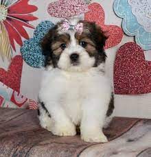 We did not find results for: Litter Of Zuchon Puppies For Sale In Warsaw In Usa Adn 113755 On Puppyfinder Com Gender Female Age Zuchon Puppies Zuchon Puppies For Sale Puppies For Sale
