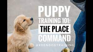 Begin by getting your puppy accustomed to the crate and then start using it for short time spans. Puppy Training 101 The Place Command Youtube