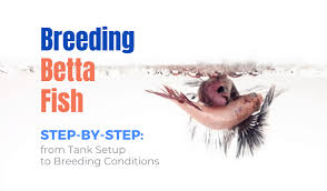 Breeding Betta Fish A Step By Step How To Guide Essential Tips