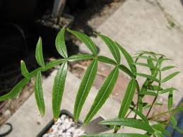 Image result for Loxostylis