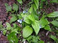 OregonFlora Mertensia bella