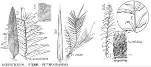 Image result for Pityrogramma