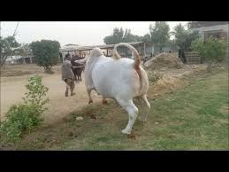 Camel qurbani in samanabad, faisalabad. Bakrid 2017 Angry Brahman