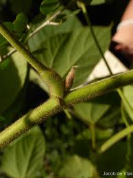 Image result for Rhynchosia hirta