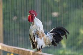 Usually, roosters use their reserved air from air sacs and expel it forcefully for crowing. 7 Ways To Stop Your Rooster From Crowing Constantly