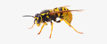 Get directions, reviews and information for al's pest control service inc in seagoville, tx. Wasp Treatment Pest Control Dead Wasp Transparent Png 510x303 Free Download On Nicepng
