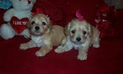 Where to buy cavachon puppies in texas (tx). Cavachon Puppies Price 450 For Sale In Lapeer Michigan Best Pets Online