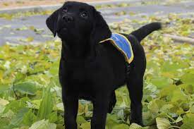 We did not find results for: Comment Les Chiens Guides D Aveugles Sont Ils Eduques Interview Le Webzine Okeenea