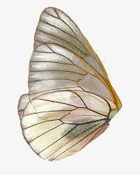 Pin By Vicki Cherry On Pinspiration Wings Png Butterfly Wings Wings