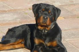 Puppyfinder.com is your source for finding an ideal rottweiler puppy for sale in kentucky, usa area. Az Rottweiler Puppies Dogs Breeds And Everything About Our Best Friends