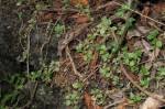 Image result for Crassula alsinoides