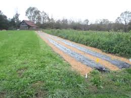 As for groundcover, consider strawberries. Landscape Fabric Sustainable Market Farming