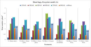 It mainly feeds on maize, rice and wheat. Studies On Insect Pest Complex Of Maize Zea Mays Linn In Different Cropping Systems And Management Of Major Insect Pests Semantic Scholar