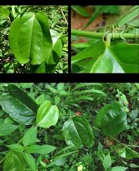 Image result for Smilax anceps