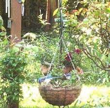How To Stop Birds From Building Nests In Hanging Plants Hunker Hanging Plants Hanging Plants Outdoor Porch Plants