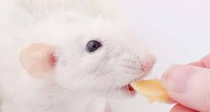 We did not find results for: Can Rats Eat Avocado Everything You Need To Know About Food Safety For Rats Ratcentral