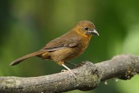 Image result for Antherotoma densiflora