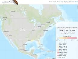 Hummingbird Spring Migration 2019