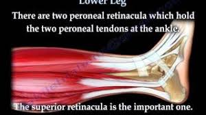 It may be due to changes in calcium concentration, tired muscles (due to extra weight gain), or pressure from your growing womb on the blood vessels and nerves. Anatomy Of The Lower Leg Everything You Need To Know Dr Nabil Ebraheim Youtube