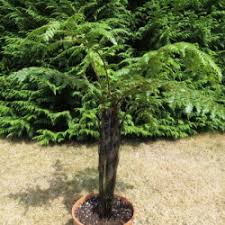 Image result for Cyathea dregei