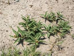 Image result for Jatropha seineri