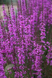 Here's what you need to know about choosing perennial plants and flowers for full sun or part sun. Lythrum Virgatum Dropmore Purple Loosestrife Flowers Perennials Flowers Uk Plants