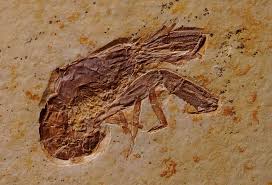 Image result for Glyphaea