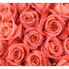 On friday, i instantly fell in love with those gorgeous flowers on the market. Pin On Nicole And Ian S Awesome Wedding