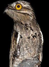 Bird With Big Eyes The Great Potoo Is A Species Of Bird It Is The Largest Bird Of The Potoo Great Potoo Beautiful Birds Nocturnal Birds