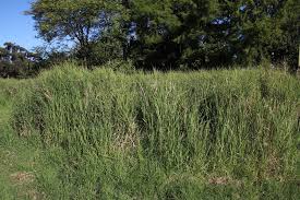 Image result for Echinochloa pyramidalis