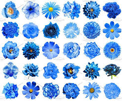 30 Blue Flowers Isolated On White Blue Flower Names Blue Flower Wallpaper Dark Blue Flowers