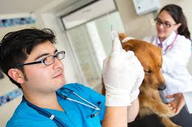 The spleen is a very useful organ in both dogs and humans. Hemangiosarcoma In Dogs Symptoms Causes Diagnosis Treatment Recovery Management Cost