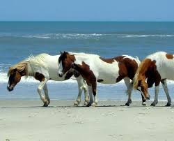 Výsledok vyhľadávania obrázkov pre dopyt CHINCOTEAGUE/ ASSATEAGUE PONY