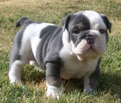 A wide variety of bulldog puppies options are available to you, such as sustainable, stocked. View Ad Bulldog Puppy For Sale Near California Norco Usa Adn 13379