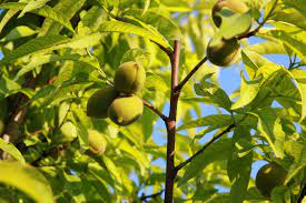 A peach tree (prunus persica) bears fruit 2 to 4 years after planting. Thinning A Peach Tree How To Thin Peaches